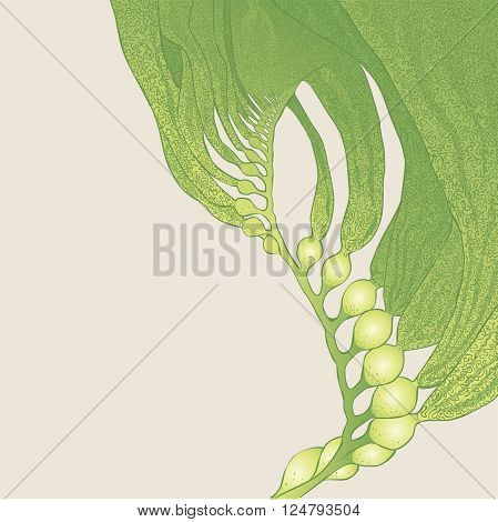 vector illustration - Seaweed (kelp). Gren underwater grass