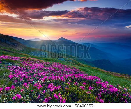 Magic pink rhododendron flowers on summer mountain. Dramatic overcast sky. Carpathian, Ukraine, Europe. Beauty world.