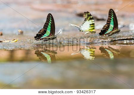 Group Of Graphium Butterflies