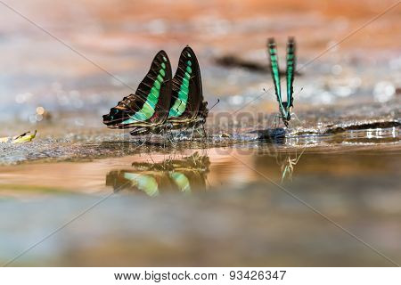 Group Of Common Bluebottle Butterflies