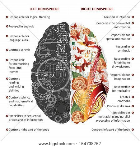 Brain left analytical and right creative hemispheres infographics vector illustration