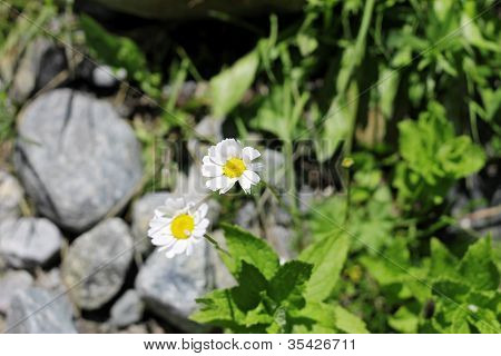 Wild Camomille Growing On The Stone Ground