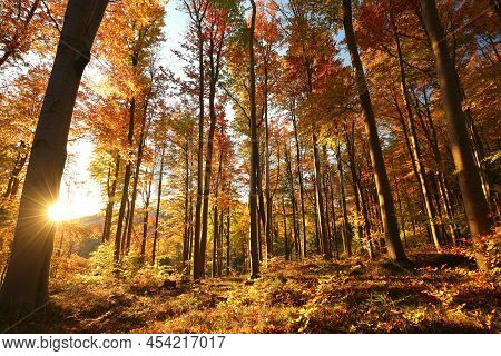 Autumn forest Nature woods Nature sunset Nature trees fall background landscape Nature landscape Nature landscape leaves Nature landscape Nature background Nature landscape Nature background landscape Nature background Nature landscape Nature background.