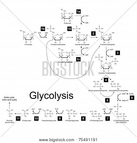 Chemical Scheme Of Glycolysis Metabolic Pathway