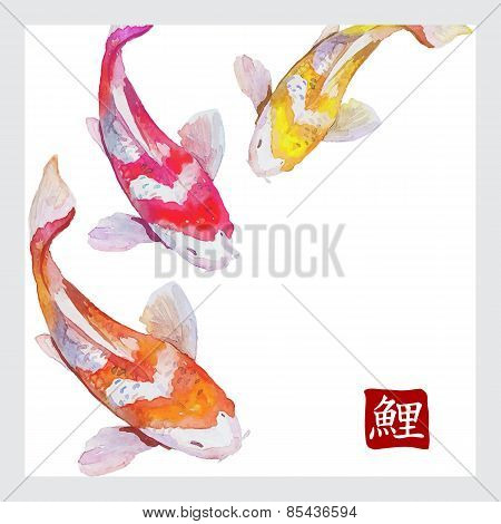 Japanese watercolor carps koi swimming. Calligraphic simbol.