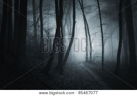 Dark road in mysterious scary forest