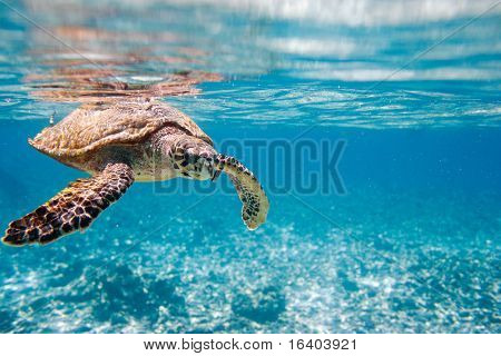 Hawksbill sea turtle swimming in Indian ocean in Seychelles