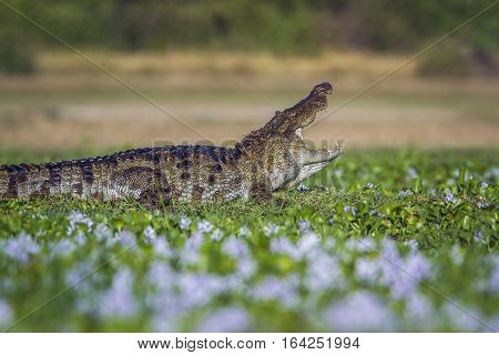 Mugger crocodile in Pottuvil nature reserve, Sri Lanka ; specie Crocodilus palustris family of Crocodylidae