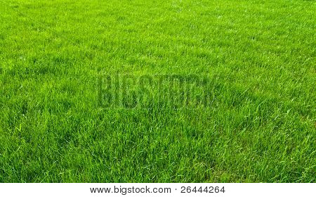 new spring green grass for design