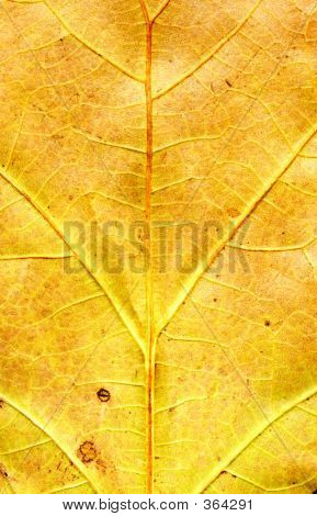 Autumn Maple Leaf