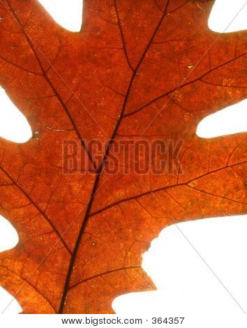 Autumn Maple Leaf