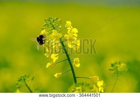 The Bumble Bee (bombus Terrestris) Sits On A Bright Yellow Canola Flower (brassica Napus),  Gathers 