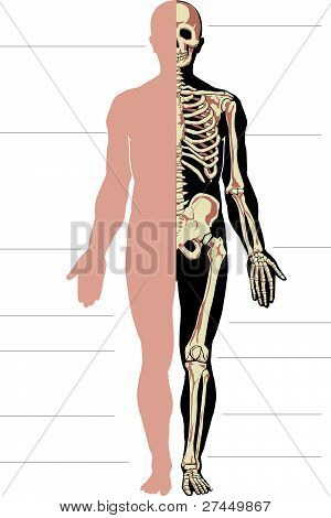 menschliche Anatomie