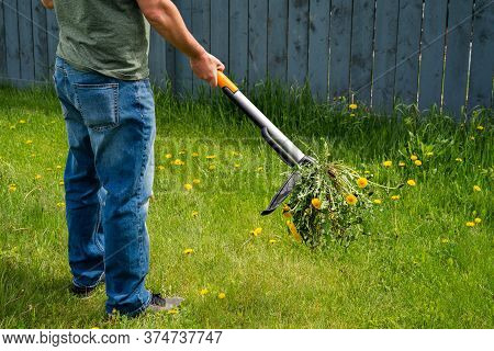 Man Removing Weeds Dandelions From Yard. Mechanical Device For Removing Dandelion Weeds By Pulling T