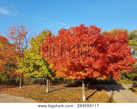 Fall Landscape - Fall With Colorful Fall Trees And Fallen Fall Leaves Covering The Ground, Fall Tree