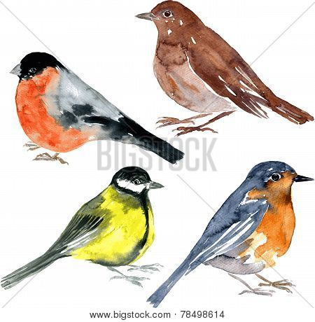 set of watercolor drawing birds