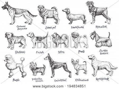 Dogs breeds vector set. Freehand drawing illustration in vintage style.