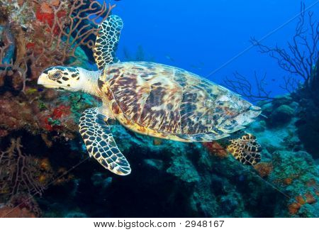 Hawksbill Turtle Against The Blue