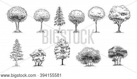 Tree Sketch : Set Of Hand Drawn Architect Trees. Sketch Architectural Illustration Landscape.