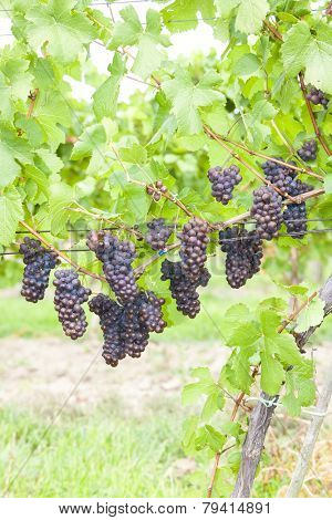 grapes in vineyard (pinot gris), Southern Moravia, Czech Republic