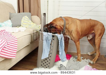 Dog demolishes clothes in messy room