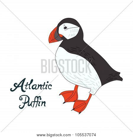 Bird atlantic puffin vector illustration