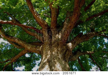 Albero del cielo