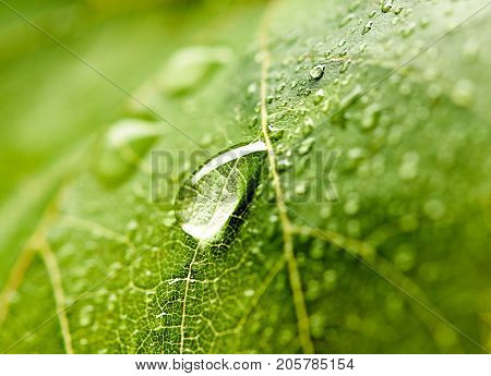 Grape leaf with dew drops. Beautiful drops of rain water on a green leaf. Drops of dew in the morning glow in the sun. Beautiful leaf texture in nature. Natural background.