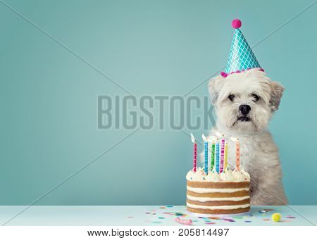 Cute dog with party hat and birthday cake