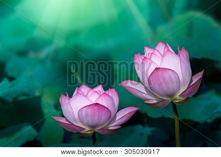 The Bud Of A Lotus Flower.background Is The Lotus Leaf And Lotus Flower And Lotus Bud And Tree.shoot