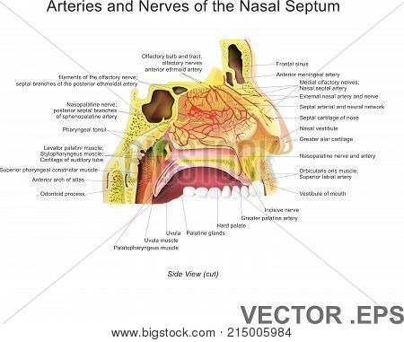 The nasal cavity (or nasal fossa) is a large air filled space above and behind the nose in the middle of the face. Each cavity is the continuation of one of the two nostrils.