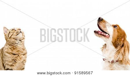 Portrait of a cat Scottish Straight and dog Russian Spaniel