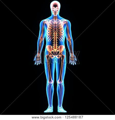 Human skeleton
Human skeleton front en.svg
Diagram of the human skeleton
Details
Identifiers
Greek	????????
TA	A02.0.00.000
FMA	23881
Anatomical terminology
[edit on Wikidata]
The human skeleton is the internal framework of the body. It is compo