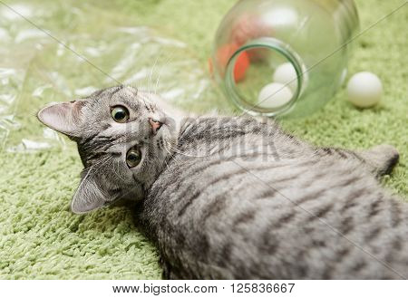 Cat, resting cat on a sofa in colorful blur background, cute funny cat close up, young playful cat on a bed, domestic cat, relaxing cat, cat resting, cat playing at home, elegant cat