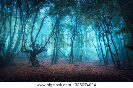 Beautiful Mystical Forest In Blue Fog In Autumn. Colorful Landscape With Enchanted Trees With Orange