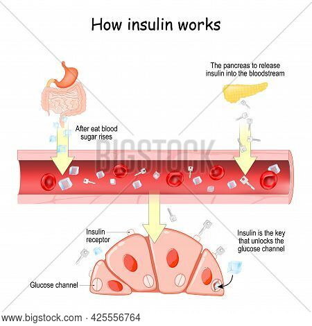 How Insulin Works. After Eat Blood Sugar Rises. After That The Pancreas To Release Insulin Into The 