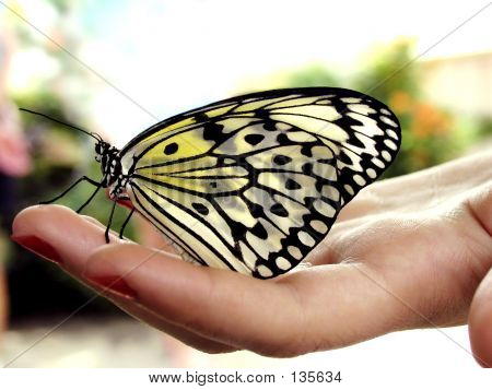 Butterfly On Hand