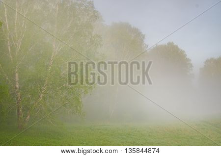 thick morning fog in the summer forest. thick morning fog in the forest at pond. Morning landscape in summer thick fog. dense fog in the morning. early morning. forest hiding in the fog.