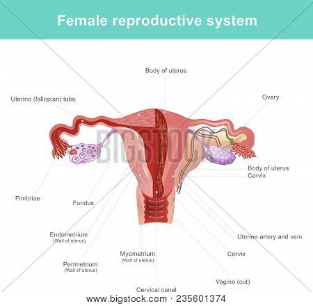 The Female Reproductive System (or Female Genital System) Contains Two Main Parts The Uterus, Which 