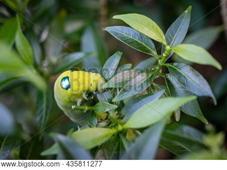 Close Up Of Green Caterpillar Eating Leaf. A Caterpillar Is The Larval Stage Of A Moth Or Butterfly.