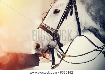 Feeding Of A White Horse Carrots.