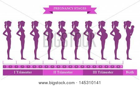 Vector illustration of pregnant female silhouettes. Changes in a woman's body in pregnancy. Pregnancy stages trimesters and birth pregnant woman and baby. Infographic elements