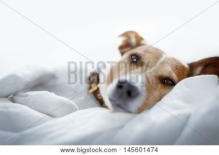 Dog In Bed