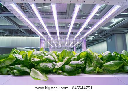 Organic hydroponic Brassica chinensis  vegetable grow with LED Light Indoor farm,Agriculture Technology