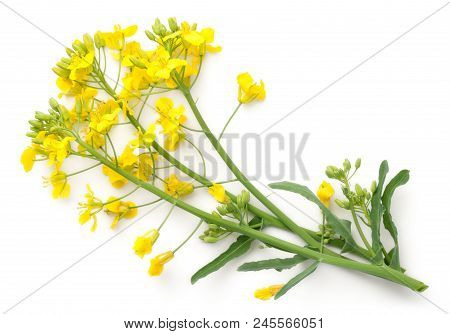 Rapeseed Blossom Isolated On White Background. Brassica Napus Flowers. Top View