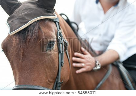 closeup of a horse head with detail on the eye and on rider hand. harnessed horse being lead