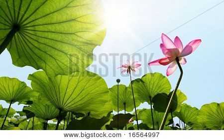 Lotus gegen blauen Himmel.