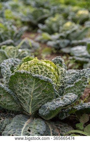 Field Crop Cabbage At Harvest Time In Agriculture - Vegetable Cabbage Savoy