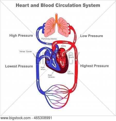 Blood Circulation System. Stylized Heart Anatomy, Diagram. Human Circulatory System. Human Circulato