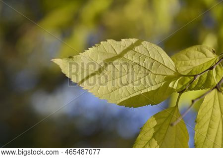 Common Hackberry Branch With Yellow Leaves In The Autumn